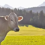 公寓 Seeblick , Hof Alpenseeblick, Nesselwangattleseeallgaeu